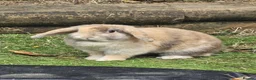 Mixed Breed rabbits for sale: Mixed rabbits  - Advert 9