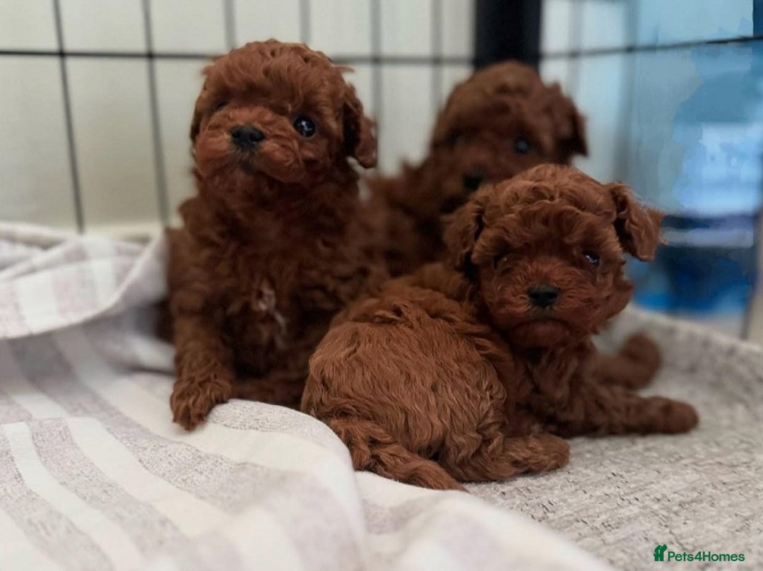 Toy Poodle dogs for sale: Purebred Toy Poodles Puppies Loving Homes! - Image 19