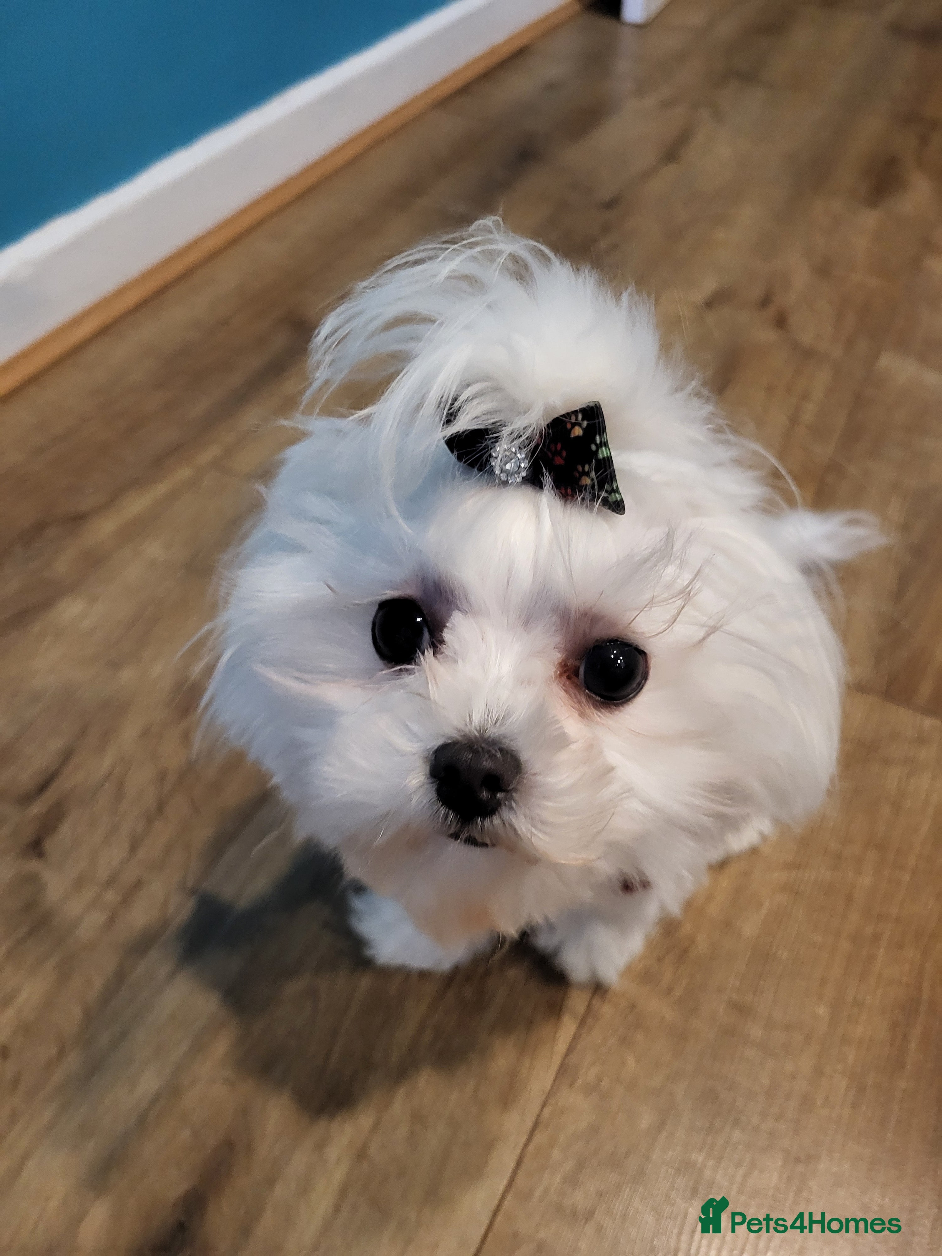 Maltese dogs LAST ONE BOY LEFT - Ready to go to lovely home - Advert 4