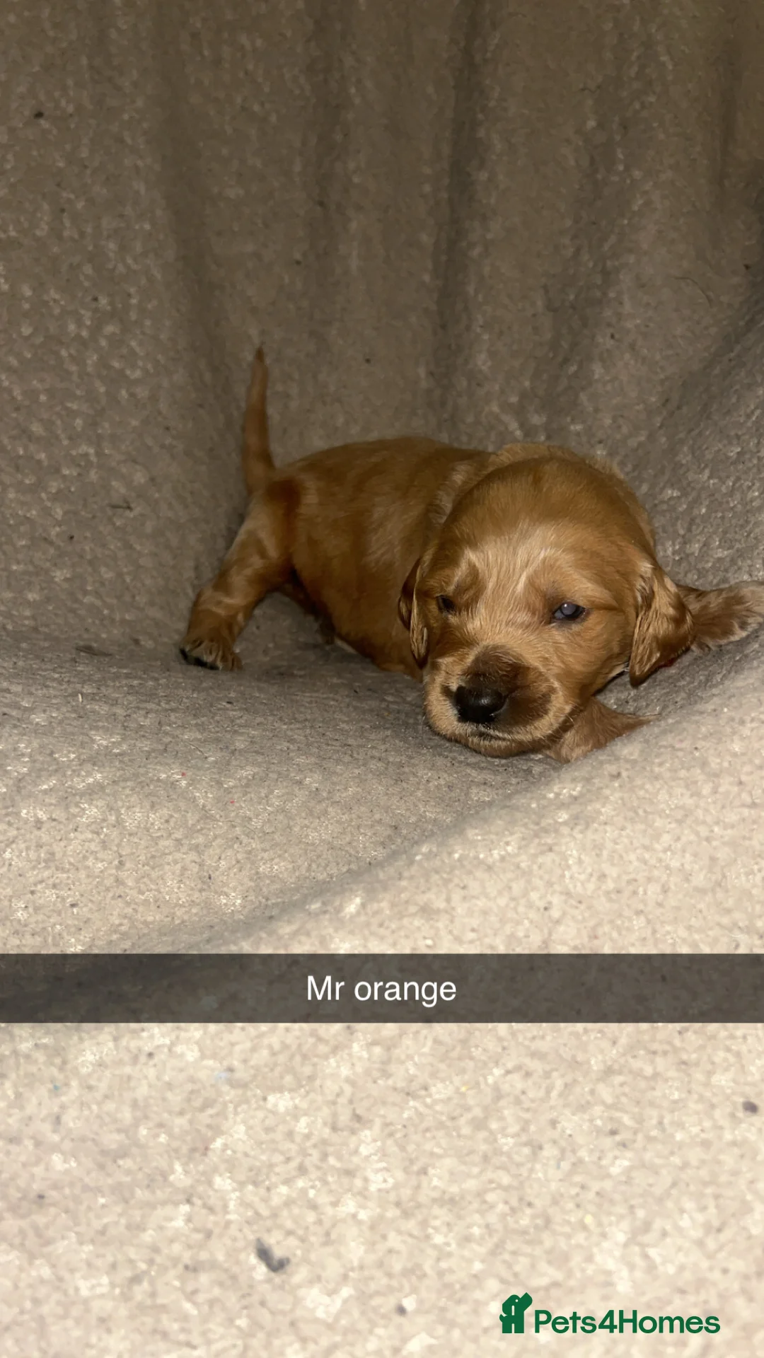 Goldendoodle dogs for sale: F1 golden doodle 5 left viewings now available. - Advert 23