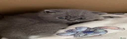 British Shorthair cats for sale: Gccf reg health tested British kittens  - Advert 6