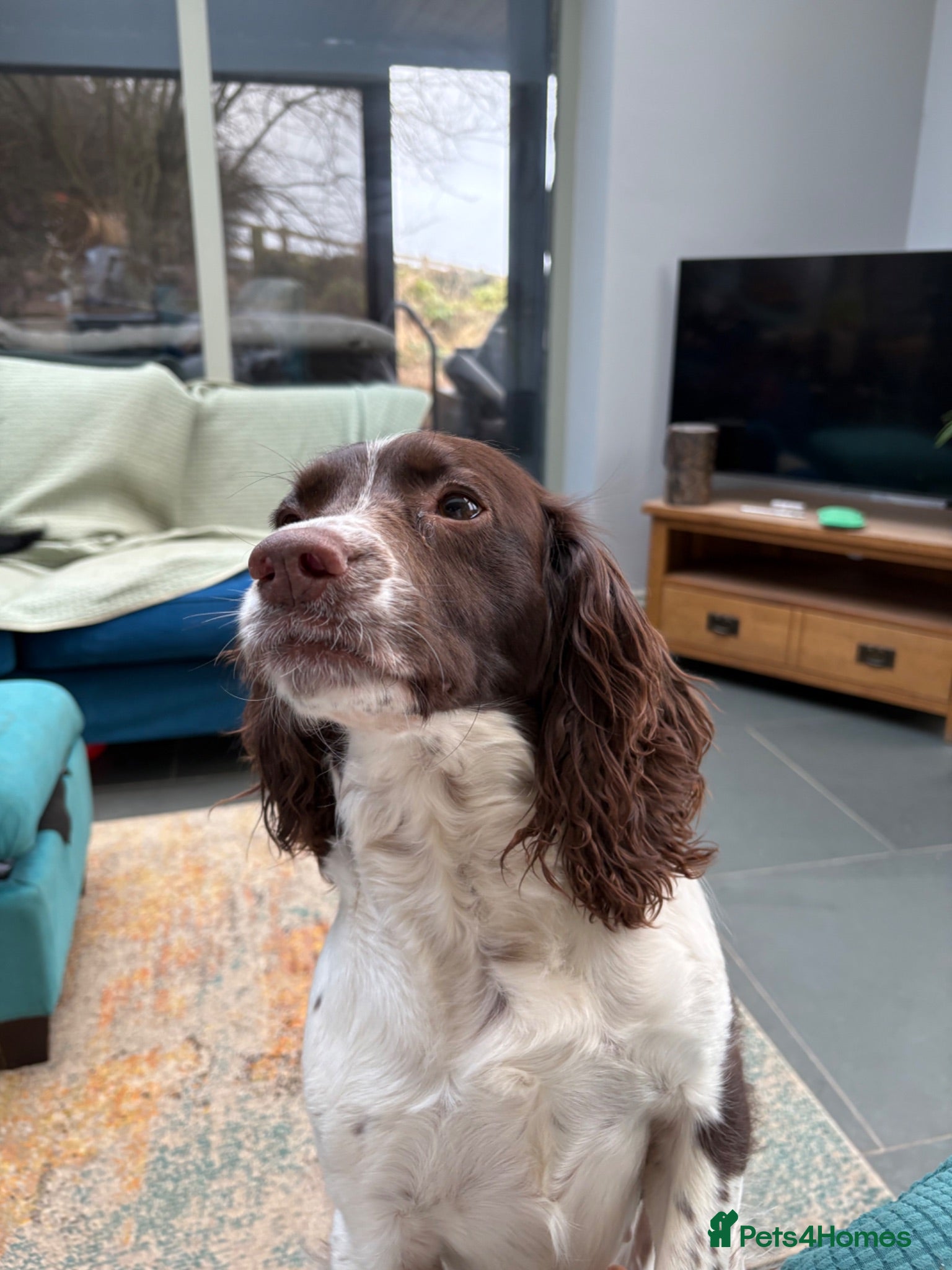 Sprocker dogs Gorgeous Black Sprocker puppies - Advert 1