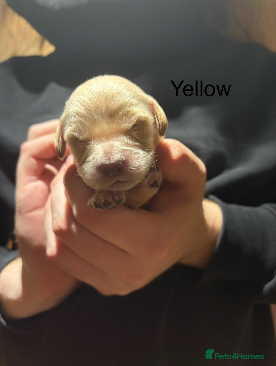 Golden Retriever dogs for sale: Golden Retriever Puppies for Sale - Image 12