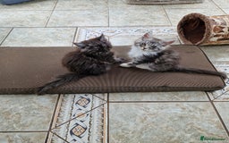 Maine Coon cats for sale: Beautiful maine coon kittens  - Image 7