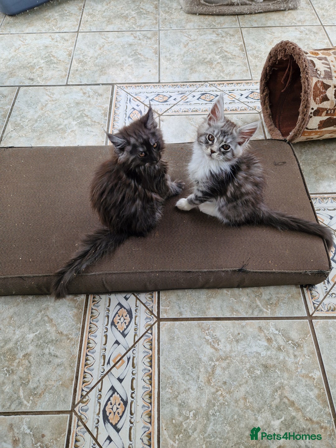 Maine Coon cats for sale: Beautiful maine coon kittens  - Image 7