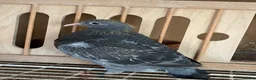 Pigeons birds for sale: 6 2026 young birds - Advert 3