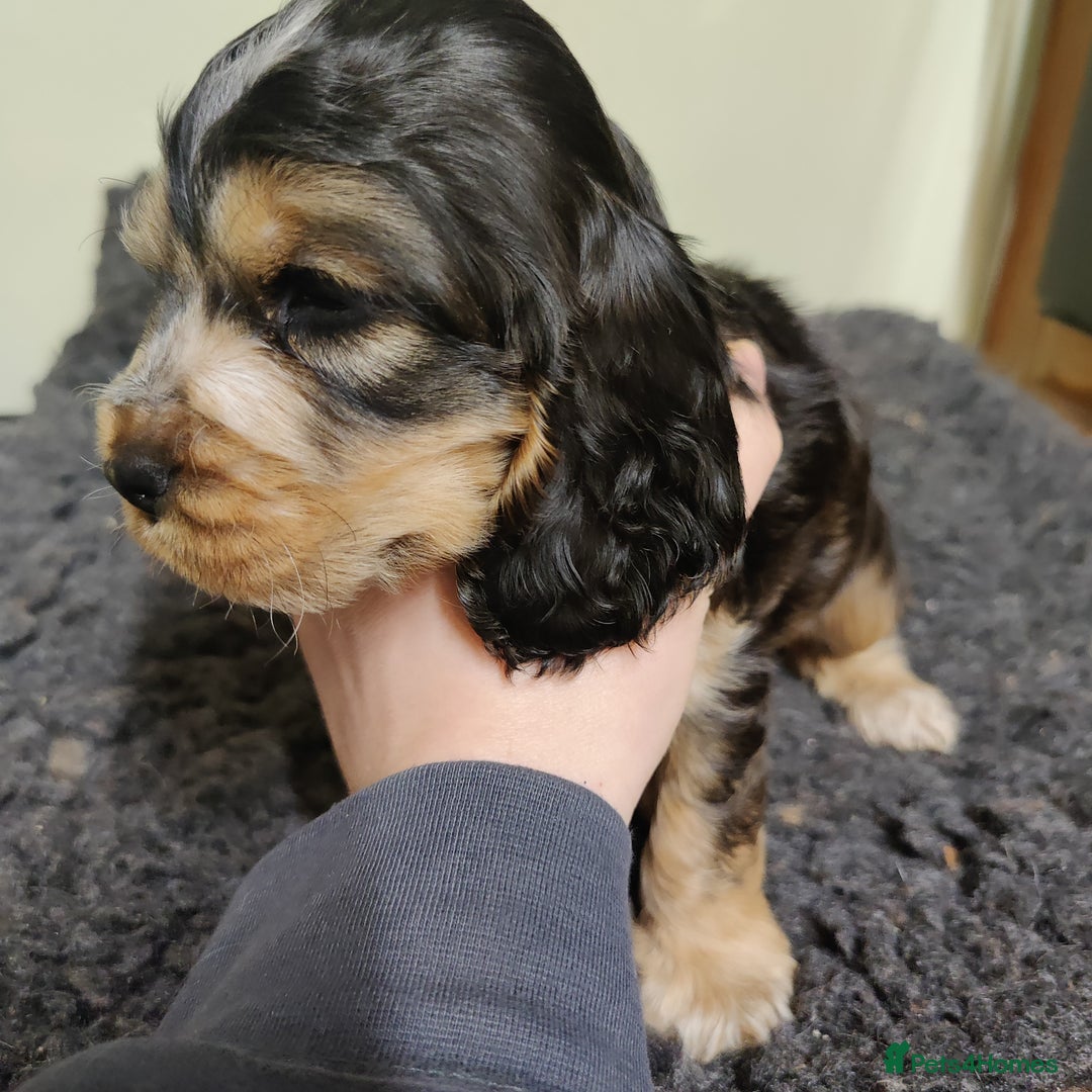 Cocker Spaniel dogs for sale: KC Registered Show Type Cocker Spaniel  - Advert 13