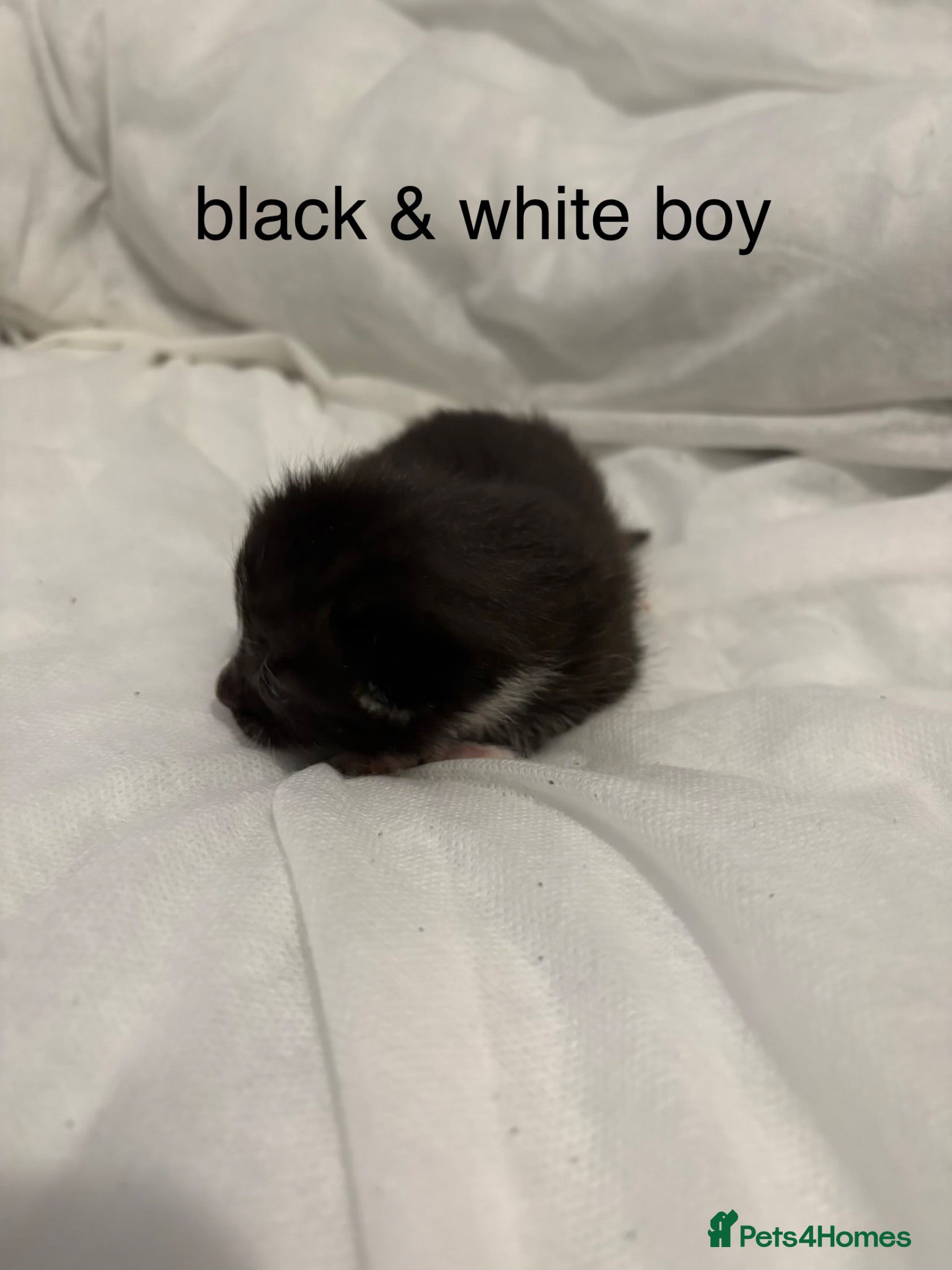 Mixed Breed cats 5 male kittens  - Advert 1
