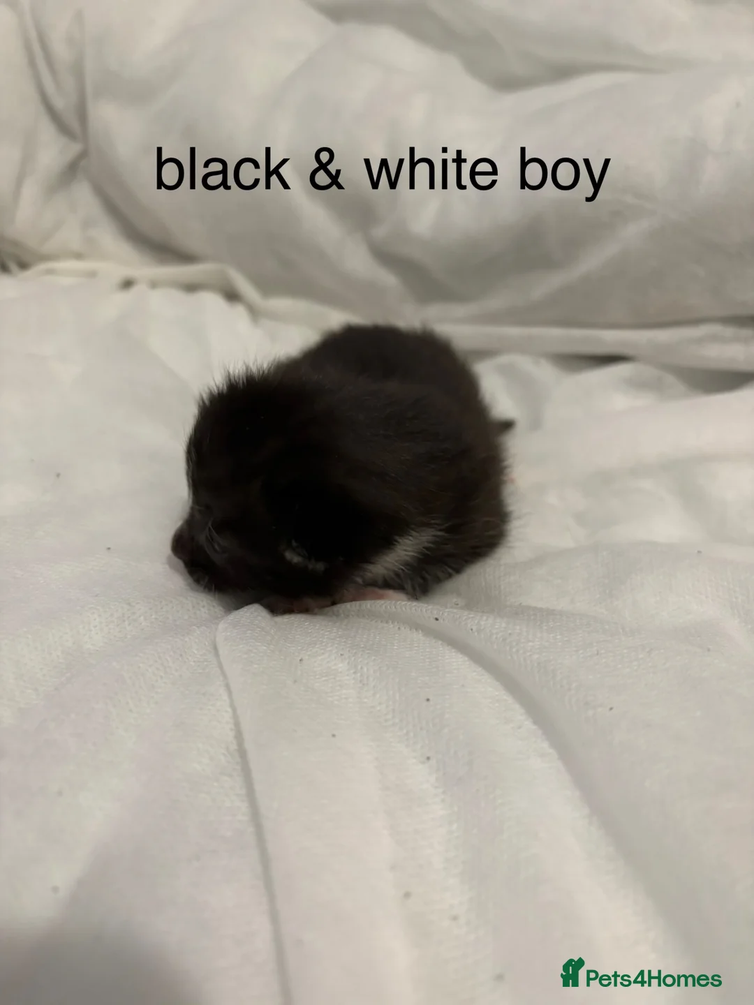 Mixed Breed cats for sale: 5 male kittens  - Advert 1