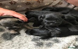 Miniature Schnauzer dogs for sale: 6 adorable Miniature schnauzer puppies  - Image 7