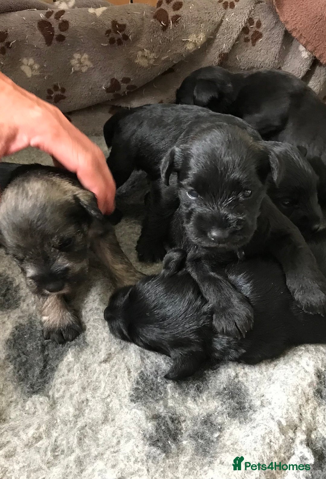Miniature Schnauzer dogs for sale: 6 adorable Miniature schnauzer puppies  - Image 7