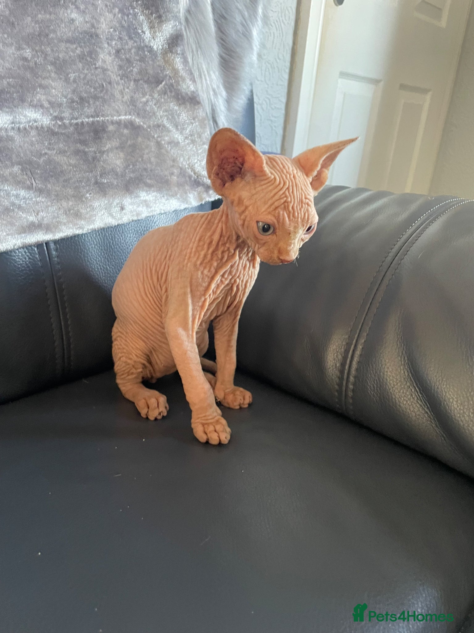 Sphynx cats Beautiful sphynx kittens for sale  - Advert 14