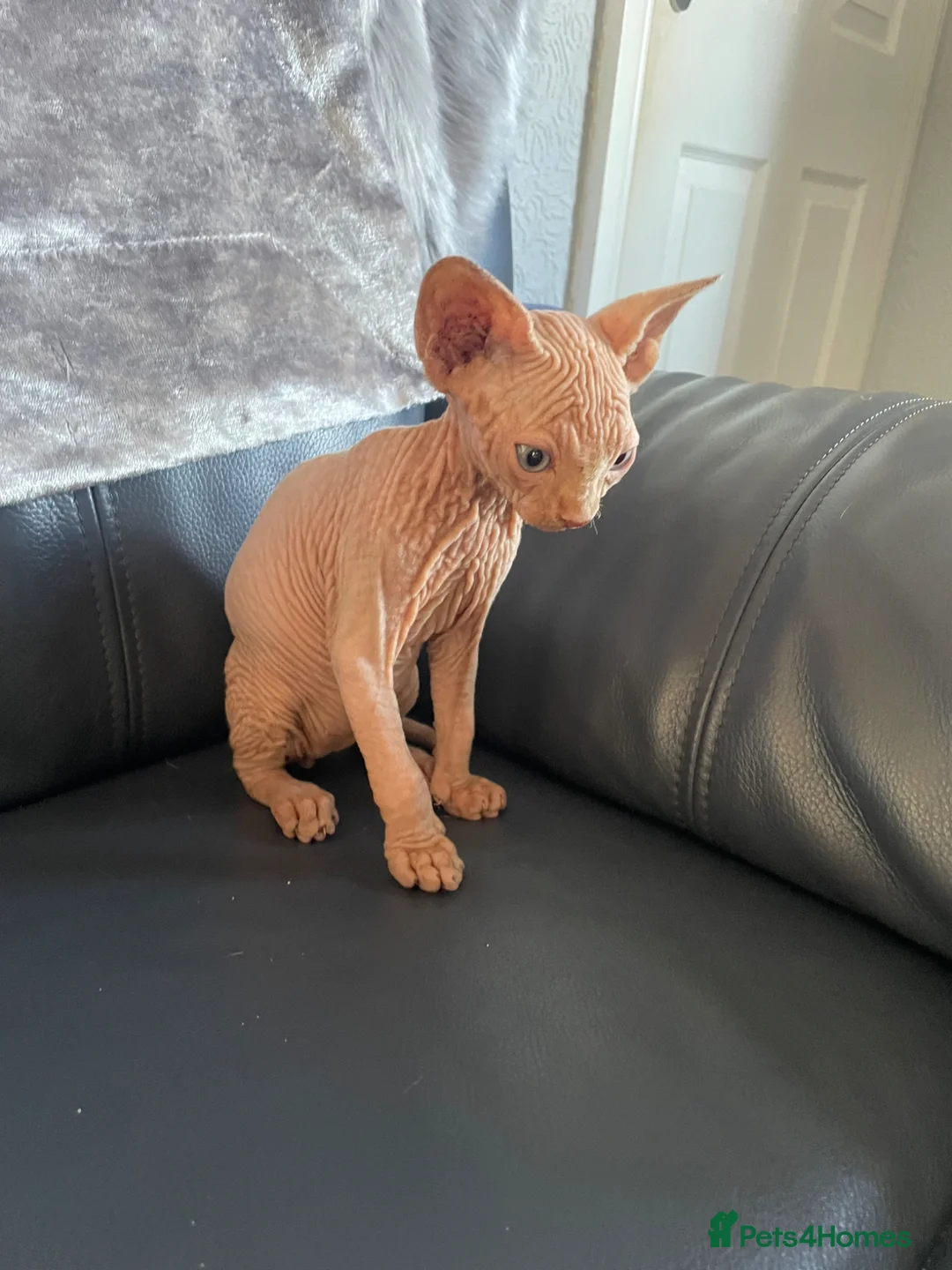 Sphynx cats for sale: Beautiful sphynx kittens for sale  - Advert 1