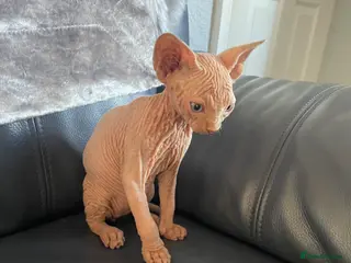 Sphynx cats Beautiful sphynx kittens for sale - Advert 14