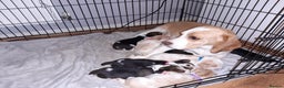 Beagle dogs for sale: Adorable Beagle Puppies for Sale - Advert 1