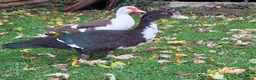 Ducks poultry for sale: Muscovy drake for sale - Advert 2