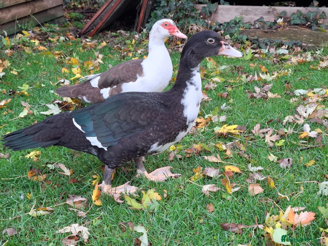 Ducks poultry for sale: Muscovy drake for sale - Advert 2