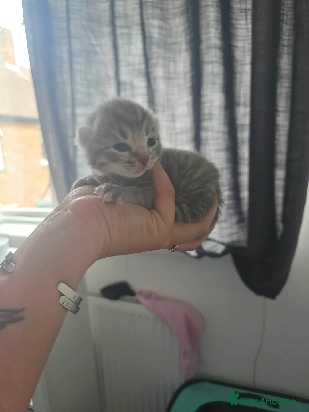 British Shorthair cats for sale: British short-haired, cross ragdoll kittens - Advert 2