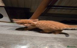 Maine Coon cats for sale: Amazing Mainecoon - Advert 17