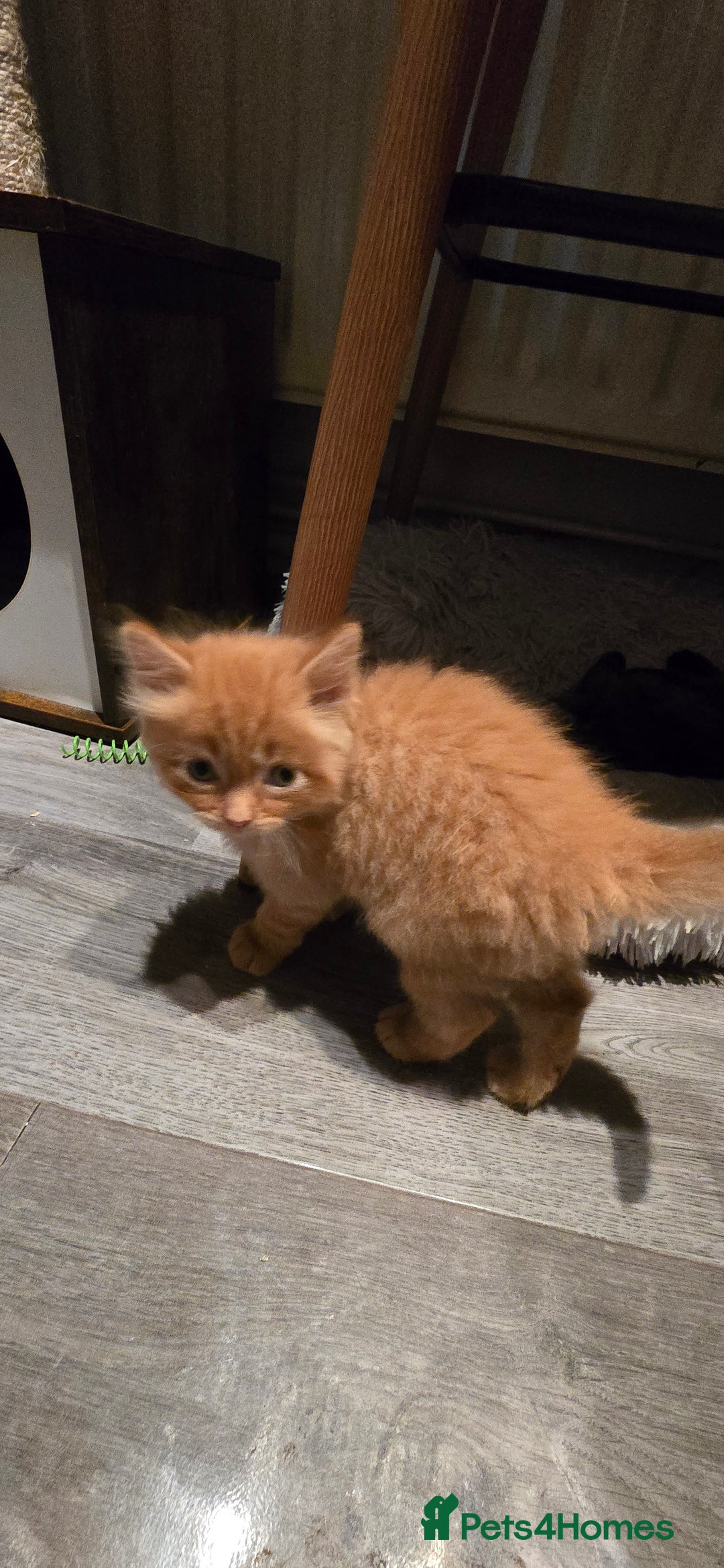 Maine Coon cats for sale: Amazing Mainecoon - Advert 17