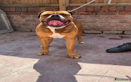 Alapaha Blue Blood Bulldog dogs for sale: ALAPAHA BLUE BLOOD BULLDOGS  - Image 13