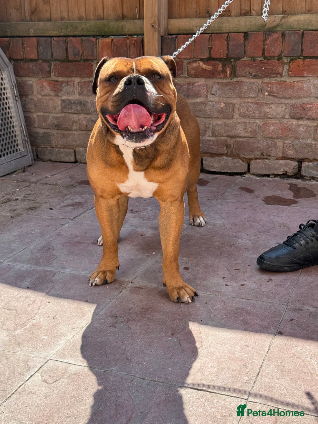 Alapaha Blue Blood Bulldog dogs for sale: ALAPAHA BLUE BLOOD BULLDOGS  - Image 13