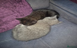 British Shorthair cats for sale:  Female chocolate British shorthair ready now! - Image 8