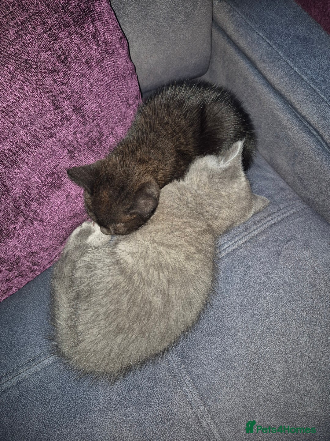 British Shorthair cats for sale:  Female chocolate British shorthair ready now! - Image 8