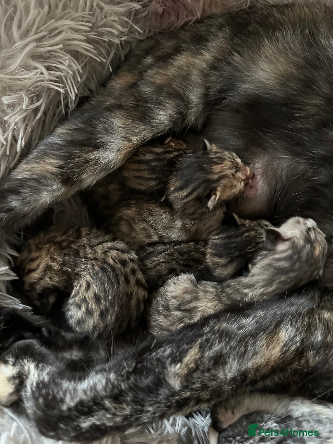 Mixed Breed cats for sale: Crossed BENGALS  - Image 26