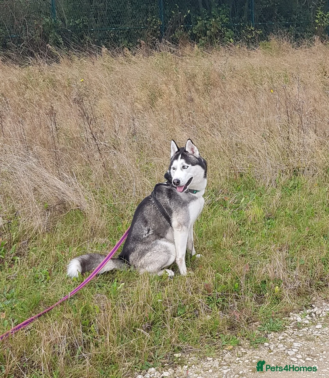 Siberian Husky dogs for stud: BLUE EYED HUSKY FOR STUD in Doncaster - Advert 12