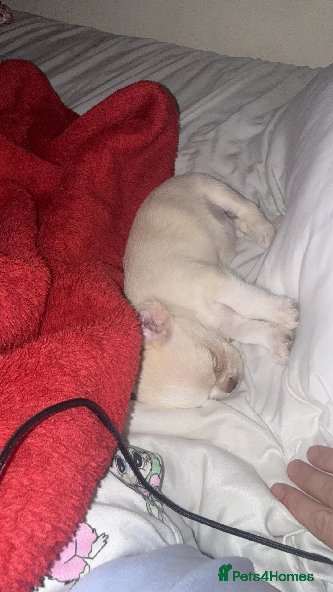 Mixed Breed dogs for sale: Male shihxchi puppy in Canterbury - Advert 1
