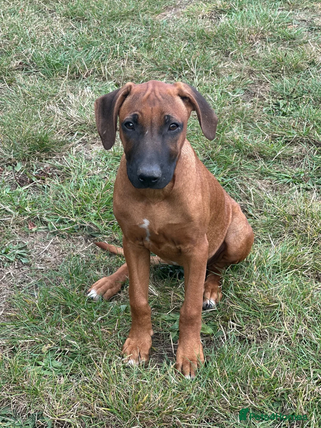 Rhodesian Ridgeback dogs for sale: Stunning girl - Advert 2
