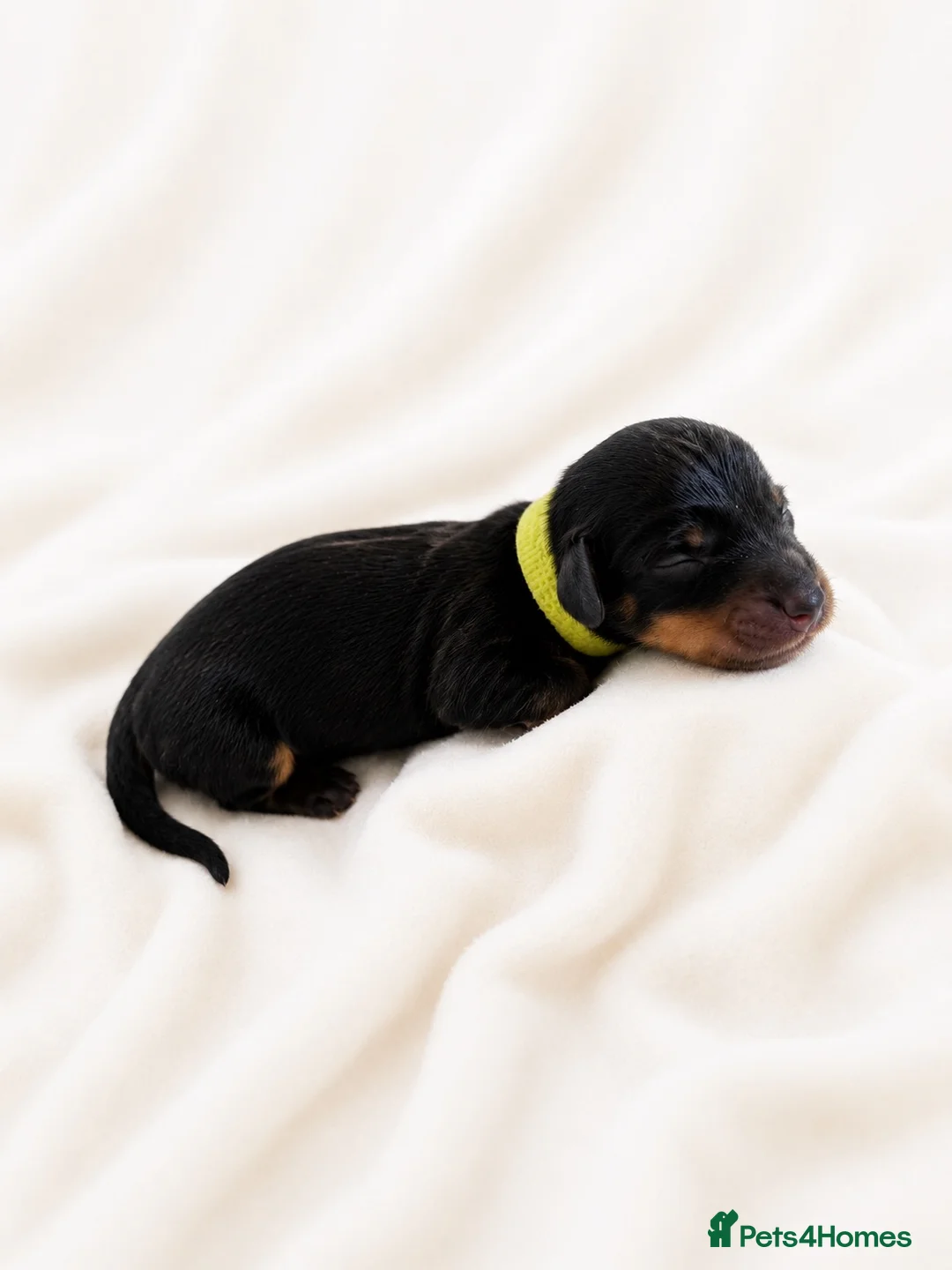 Miniature Dachshund dogs for sale: Stunning Miniature Dachshunds - Advert 27