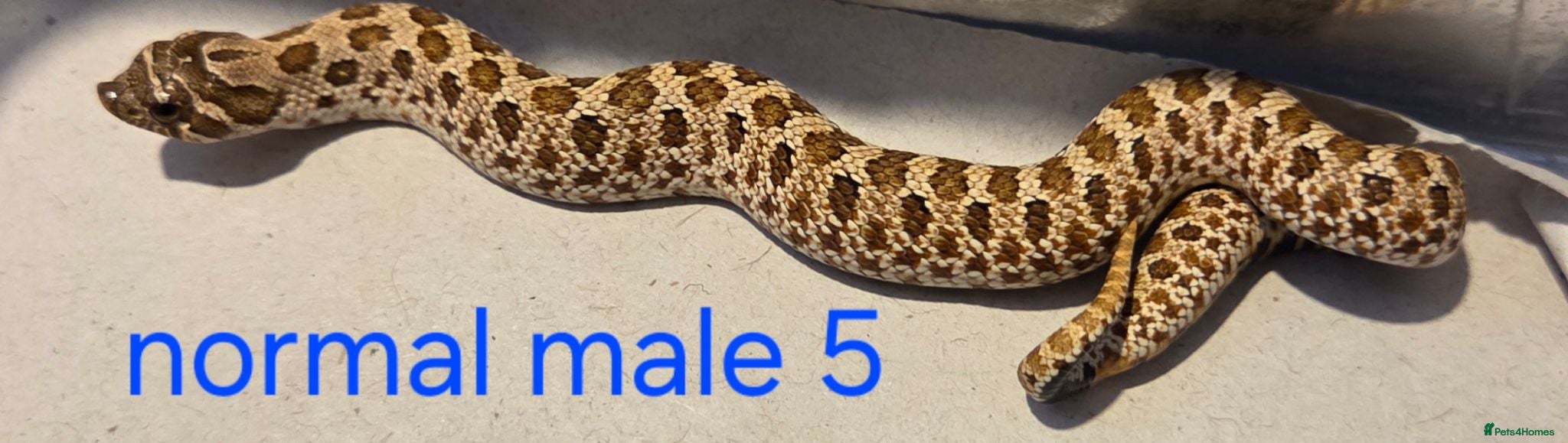 Snake reptiles Western hognoses babies - Advert 16