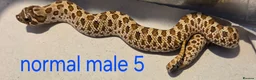 Snake reptiles for sale: Western hognoses babies - Advert 1