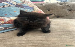 Ragdoll cats for sale: Ragdoll X beautiful balls of fluff  - Image 4