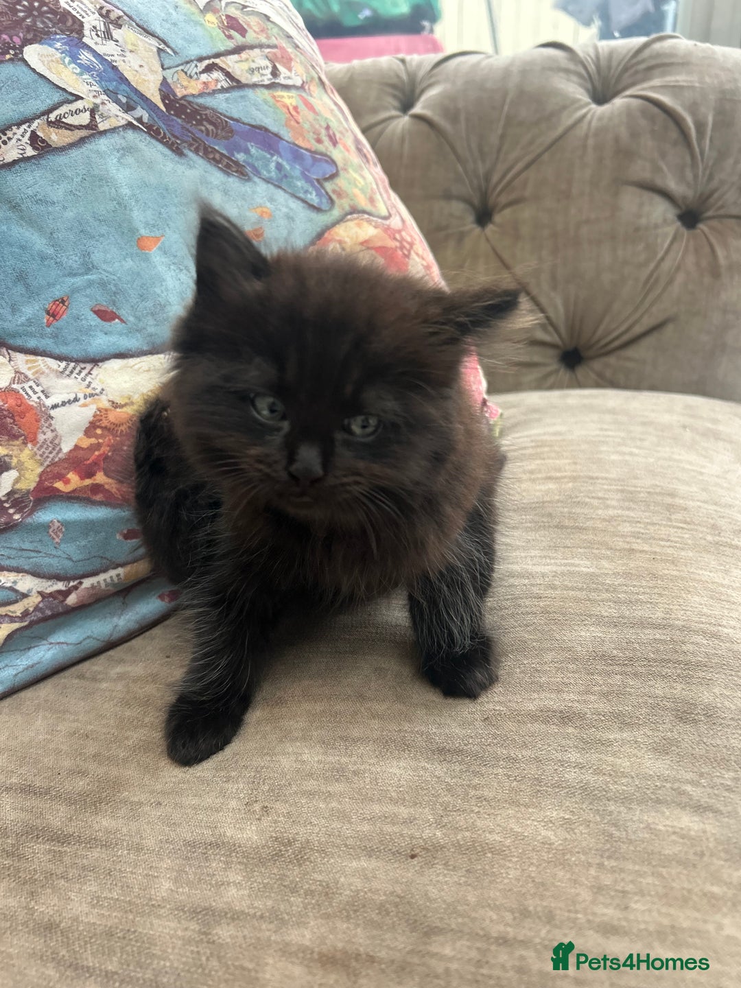 Ragdoll cats for sale: Ragdoll X beautiful balls of fluff  - Image 4
