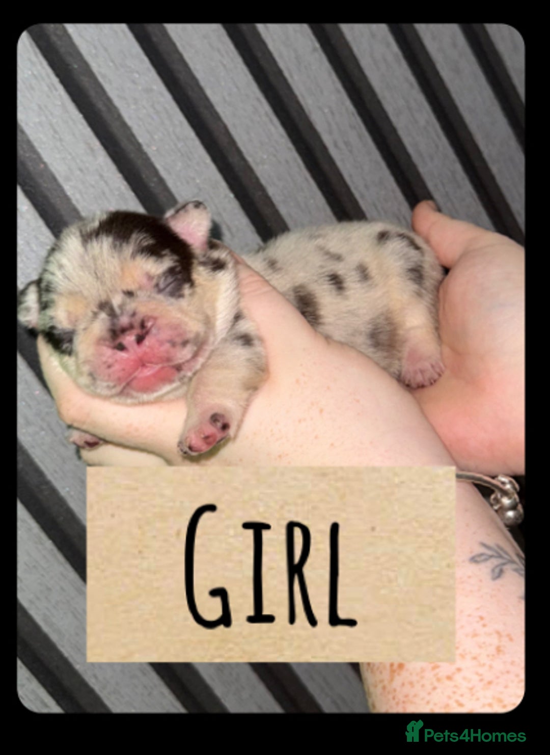 French Bulldog dogs for sale: Frenchie litter - Image 5