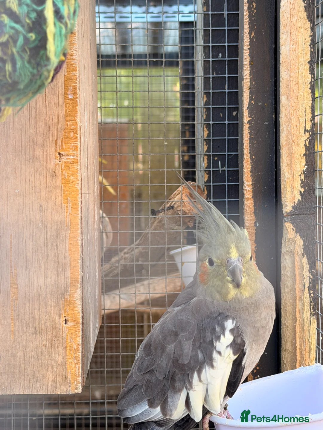 Cockatiels birds for sale: Female Grey cockatiel for sale - Advert 2
