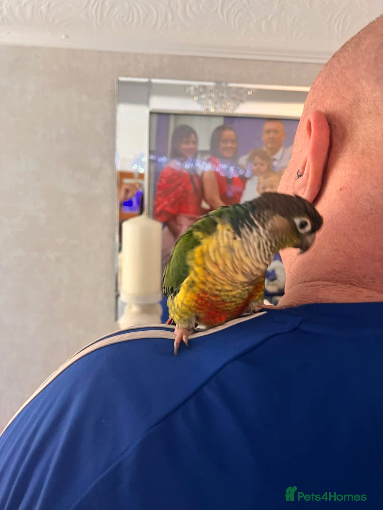 Conures birds Green cheeked Conure Talking - Advert 9
