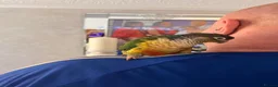 Conures birds for sale: Green cheeked Conure Talking - Advert 1