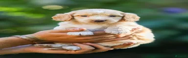 Cockapoo 6