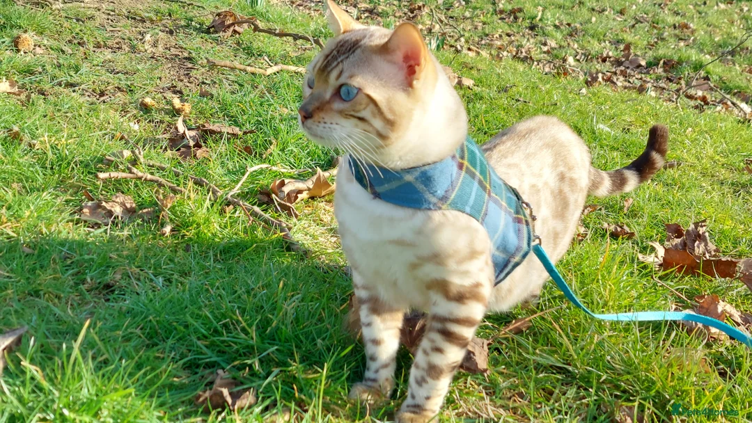 Bengal cats for stud: AMAZING SNOW LYNX STUD BENGAL TICA reg  in Harlow - Advert 15