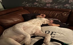 American Bulldog dogs for stud: Classic American bull 🇺🇸  - Image 32