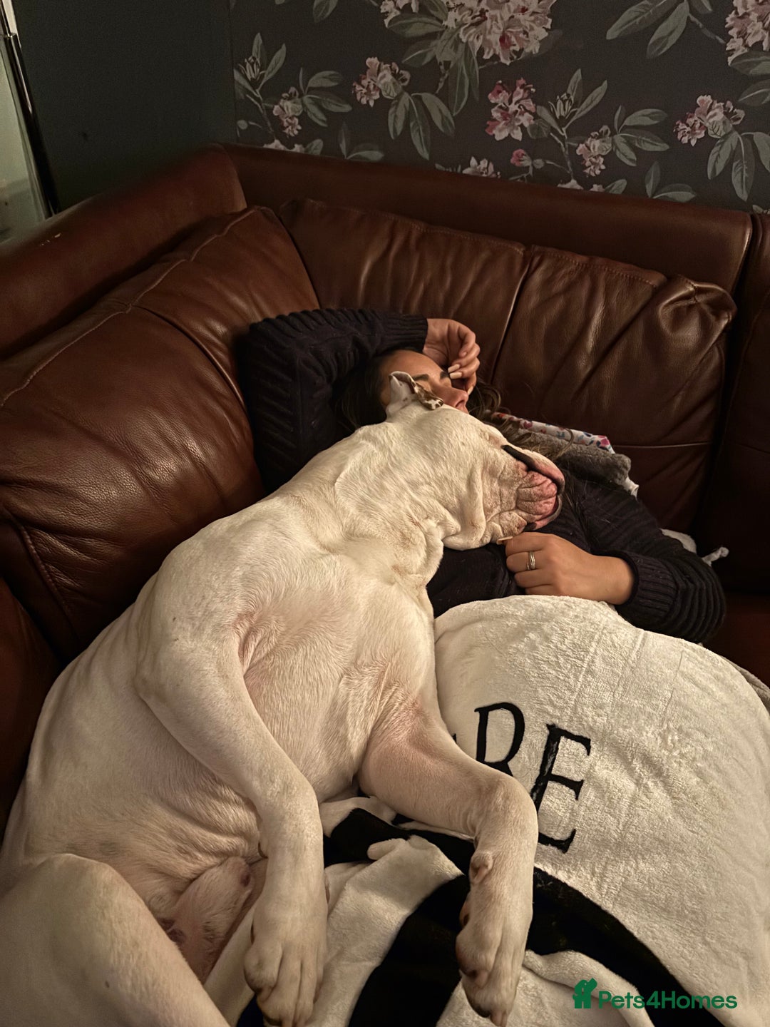 American Bulldog dogs for stud: Classic American bull 🇺🇸  - Image 32