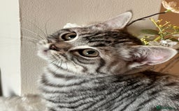 British Shorthair cats for sale: SILVER TABBIES - Registered & Full Pedigree - Image 8