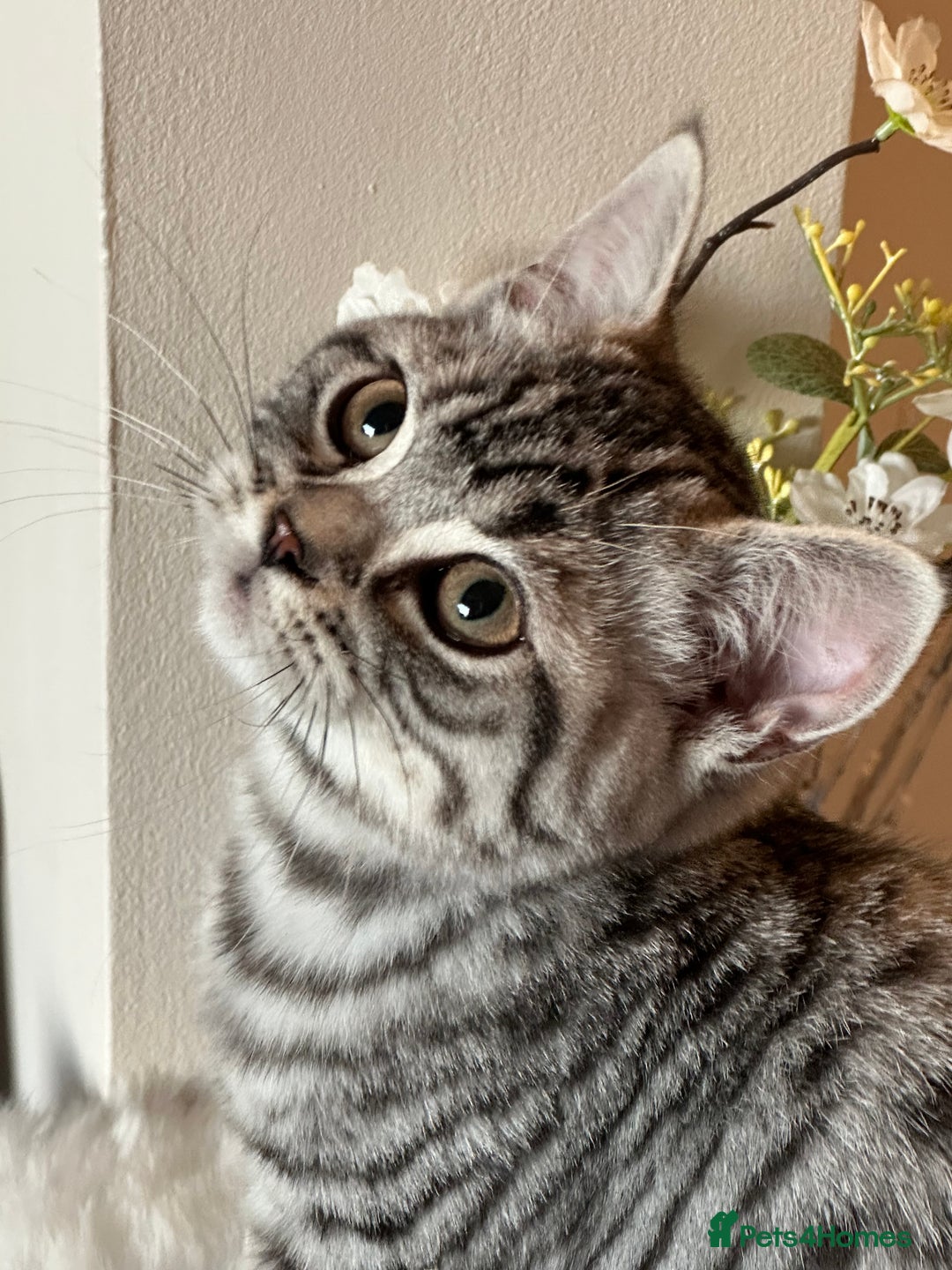 British Shorthair cats for sale: SILVER TABBIES - Registered & Full Pedigree - Image 8