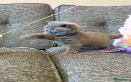 British Shorthair cats for sale: British Shorthair Male Kitten (GCCF) - Advert 10