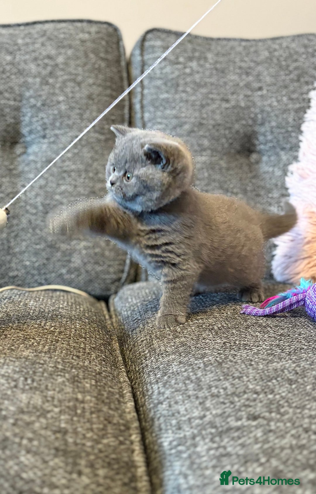 British Shorthair cats for sale: British Shorthair Male Kitten (GCCF) - Advert 10