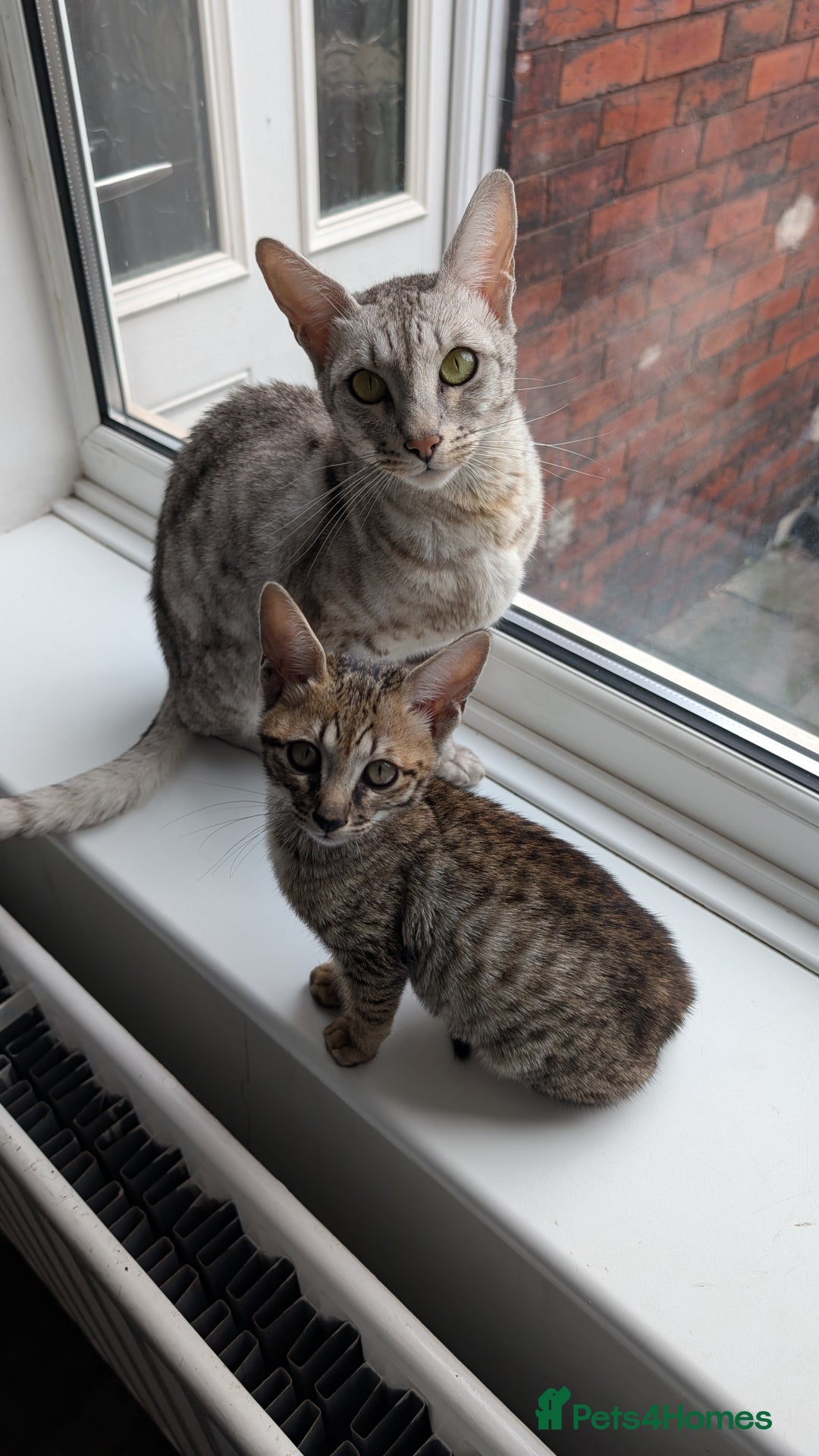 Savannah cats for sale: Savannah F6 female kitten Ready now  - Image 9